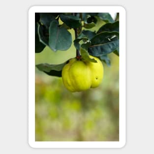 Yellow ripe quince on branch Sticker